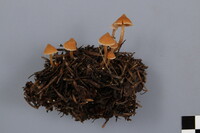 Cortinarius acutus image